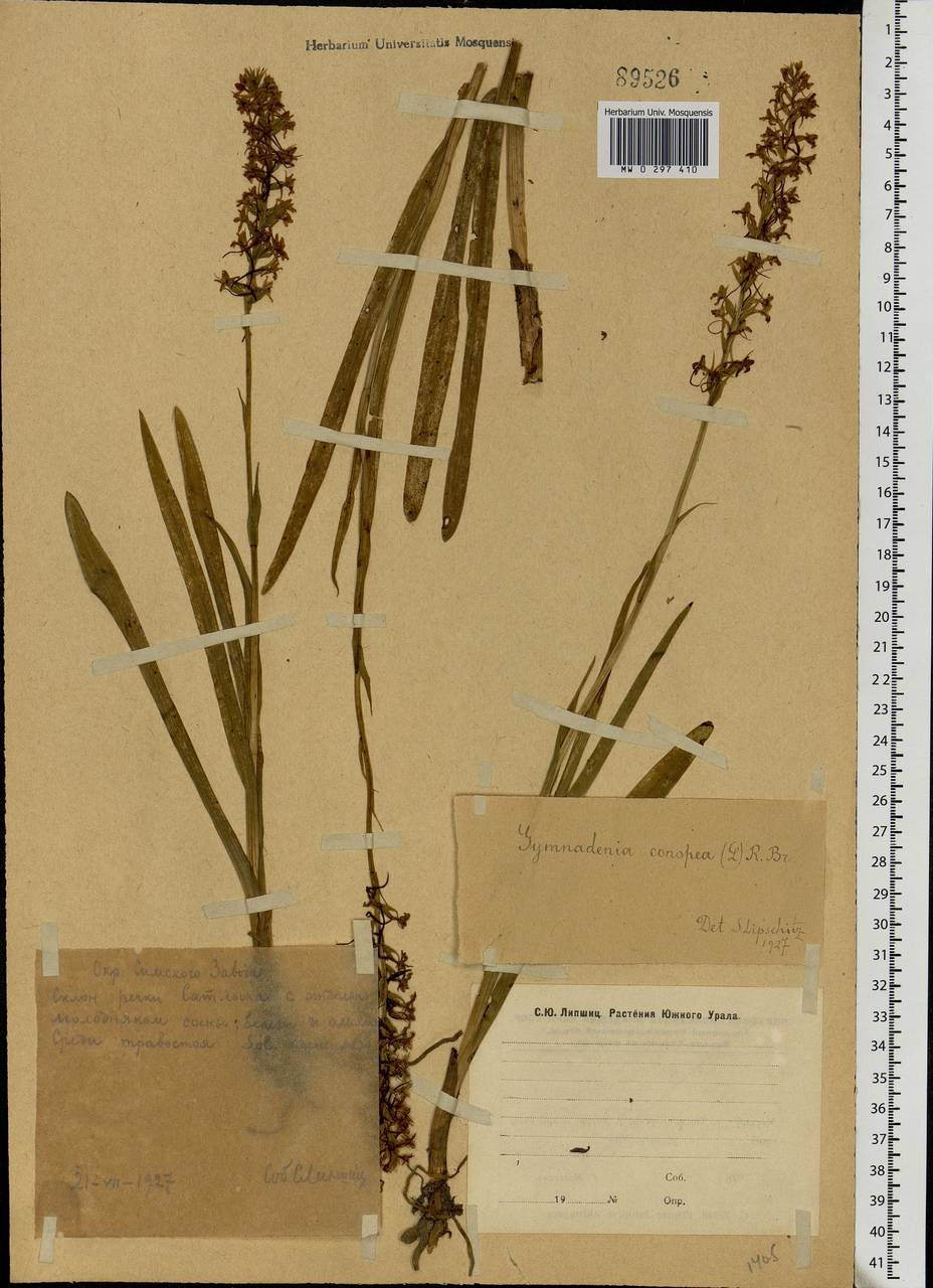 Gymnadenia conopsea (L.) R.Br., Eastern Europe, Eastern region (E10) (Russia)