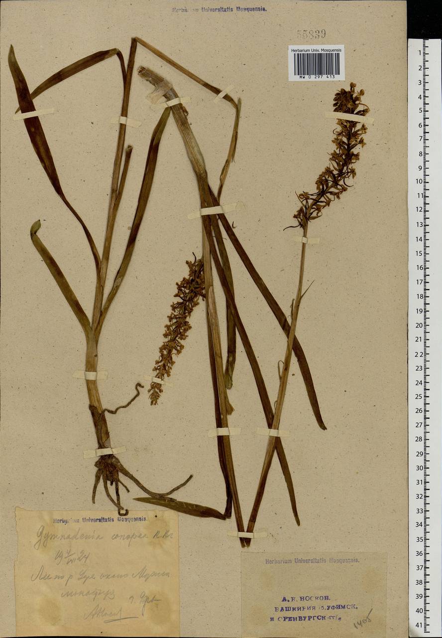 Gymnadenia conopsea (L.) R.Br., Eastern Europe, Eastern region (E10) (Russia)