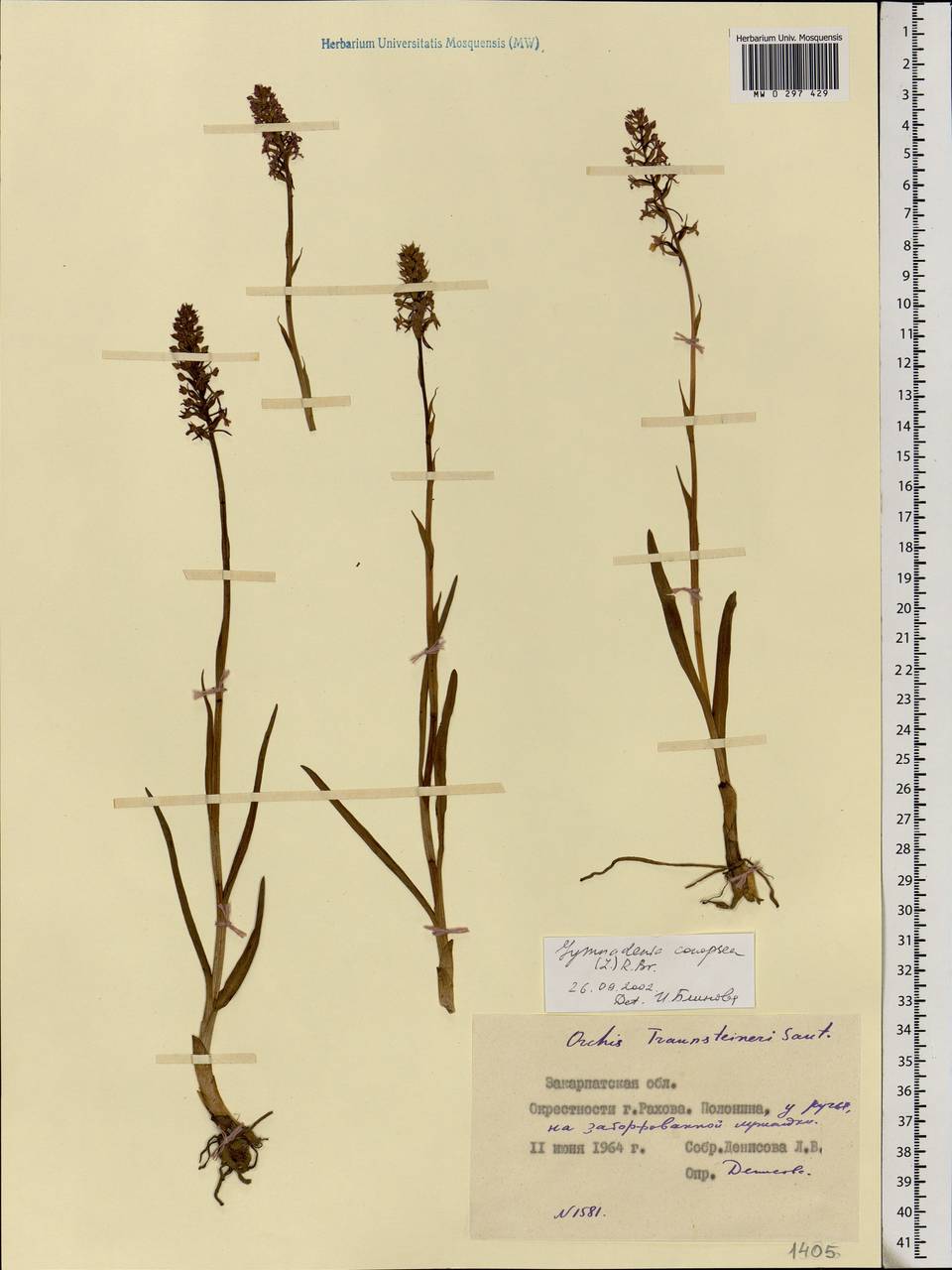 Gymnadenia conopsea (L.) R.Br., Eastern Europe, West Ukrainian region (E13) (Ukraine)