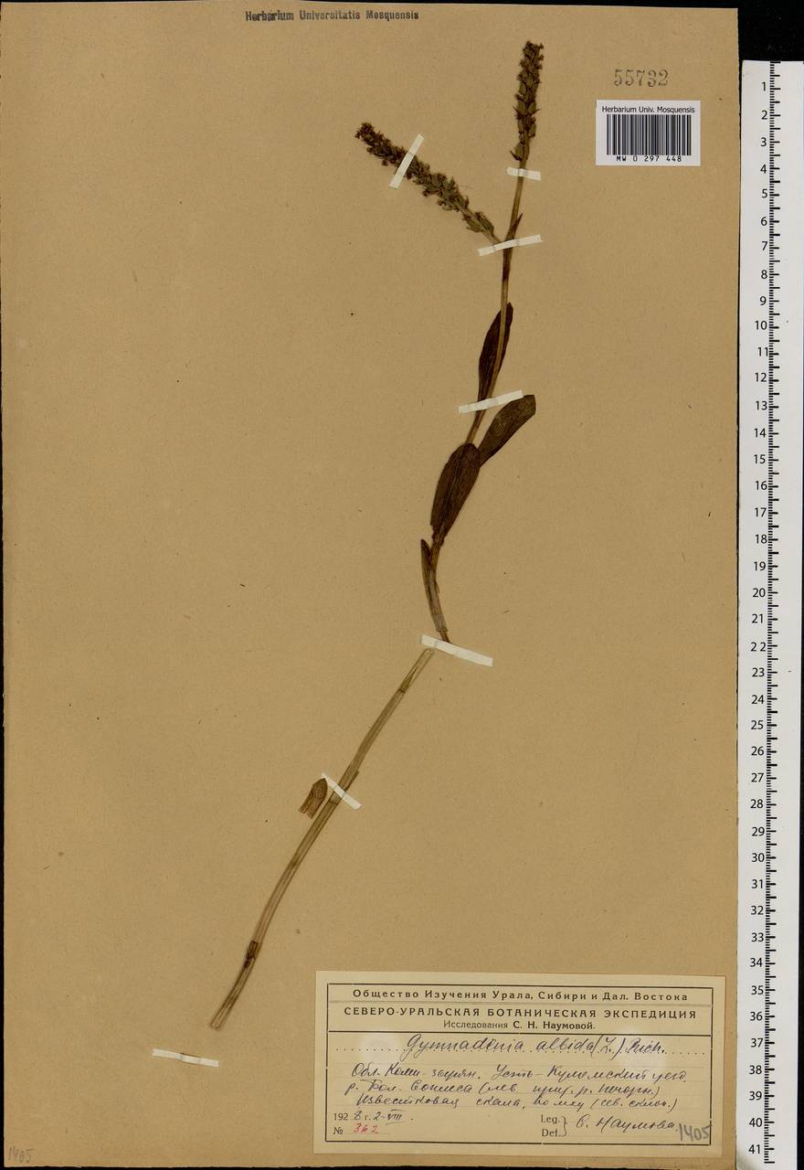 Pseudorchis albida (L.) Á.Löve & D.Löve, Eastern Europe, Northern region (E1) (Russia)