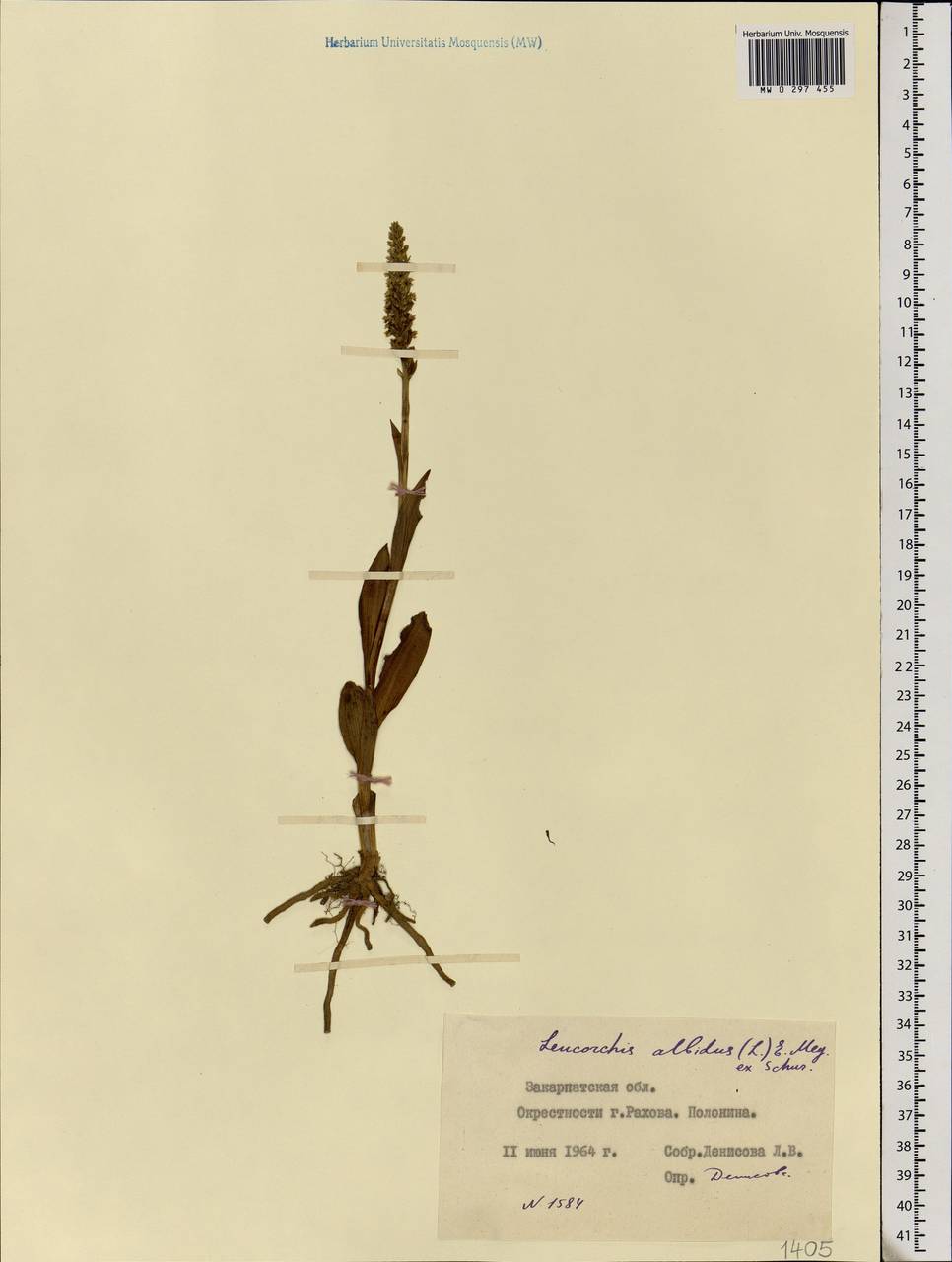 Pseudorchis albida (L.) Á.Löve & D.Löve, Eastern Europe, West Ukrainian region (E13) (Ukraine)