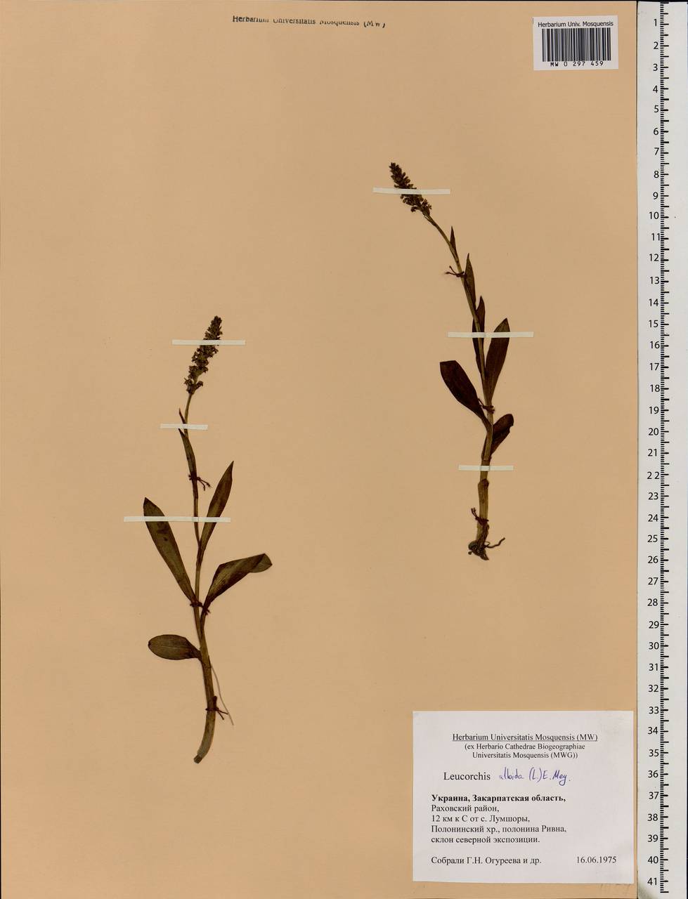Pseudorchis albida (L.) Á.Löve & D.Löve, Eastern Europe, West Ukrainian region (E13) (Ukraine)