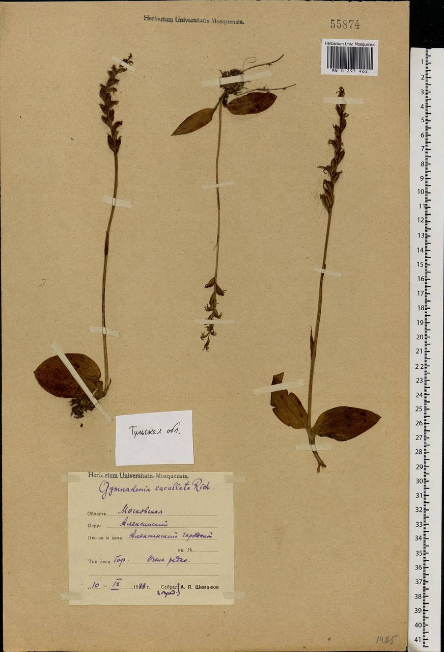 Hemipilia cucullata (L.) Y.Tang, H.Peng & T.Yukawa, Eastern Europe, Central region (E4) (Russia)
