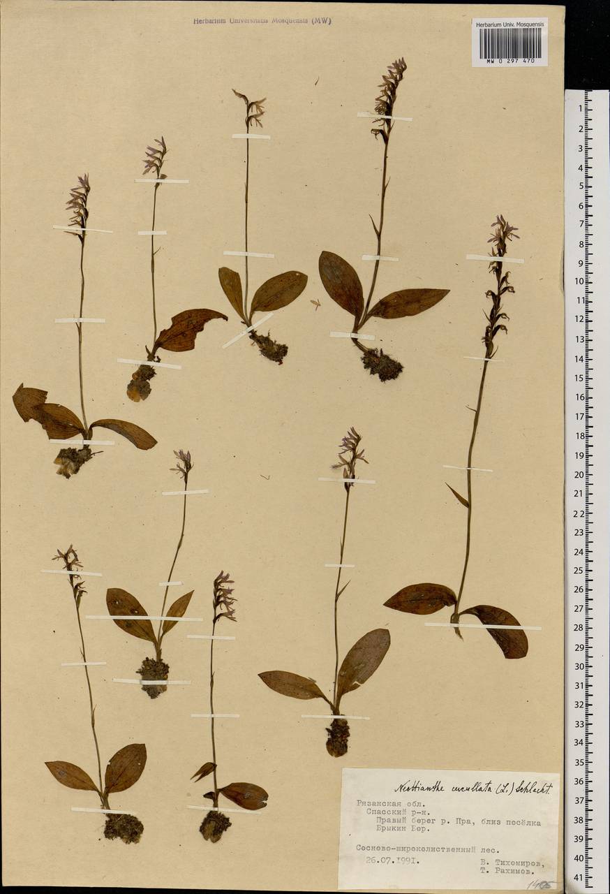 Hemipilia cucullata (L.) Y.Tang, H.Peng & T.Yukawa, Eastern Europe, Central region (E4) (Russia)
