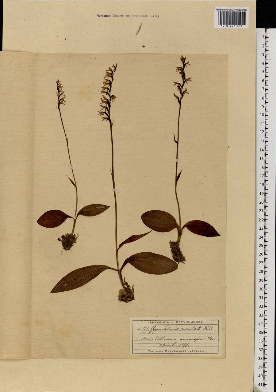 Hemipilia cucullata (L.) Y.Tang, H.Peng & T.Yukawa, Eastern Europe, Moscow region (E4a) (Russia)