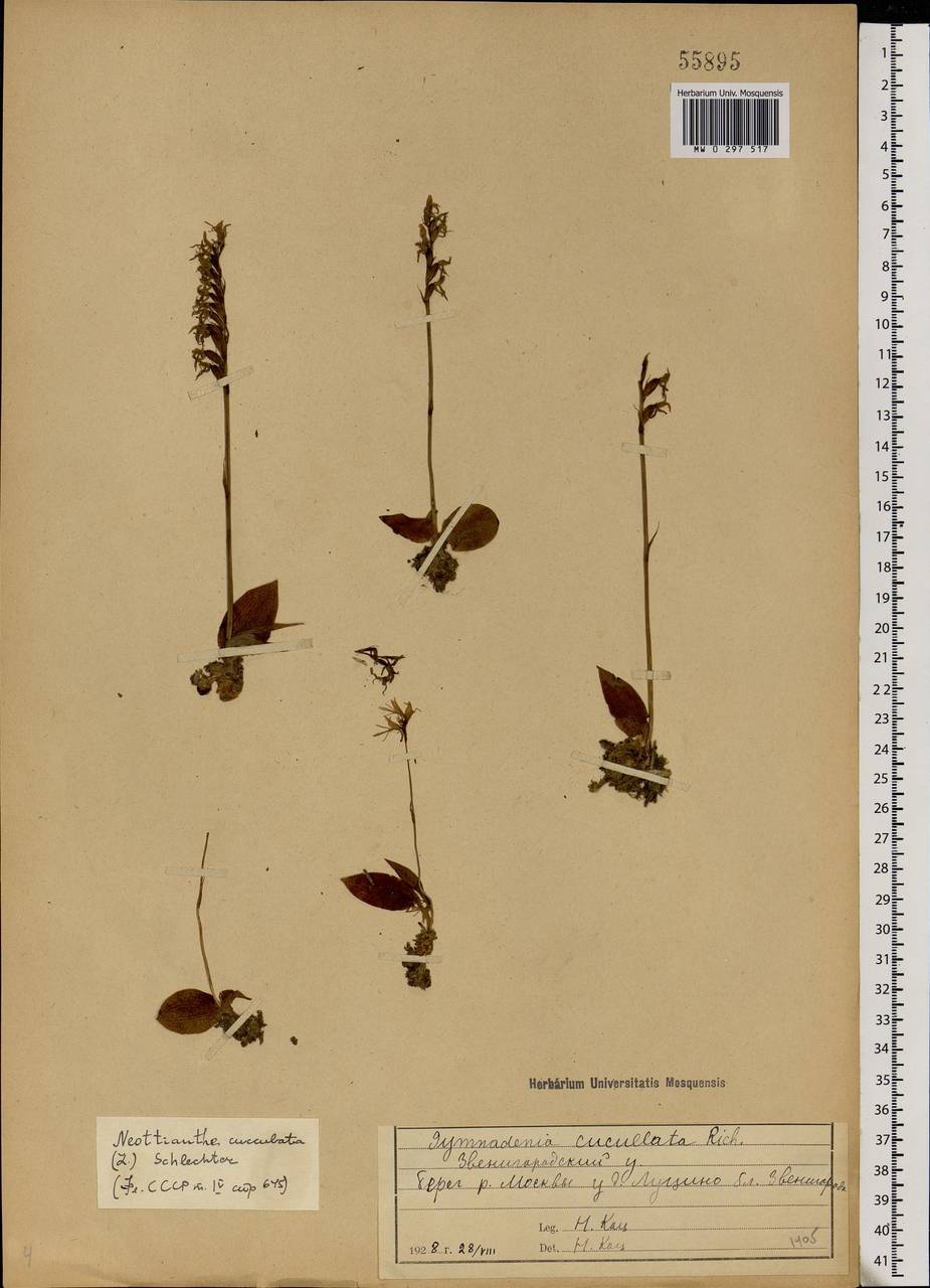 Hemipilia cucullata (L.) Y.Tang, H.Peng & T.Yukawa, Eastern Europe, Moscow region (E4a) (Russia)