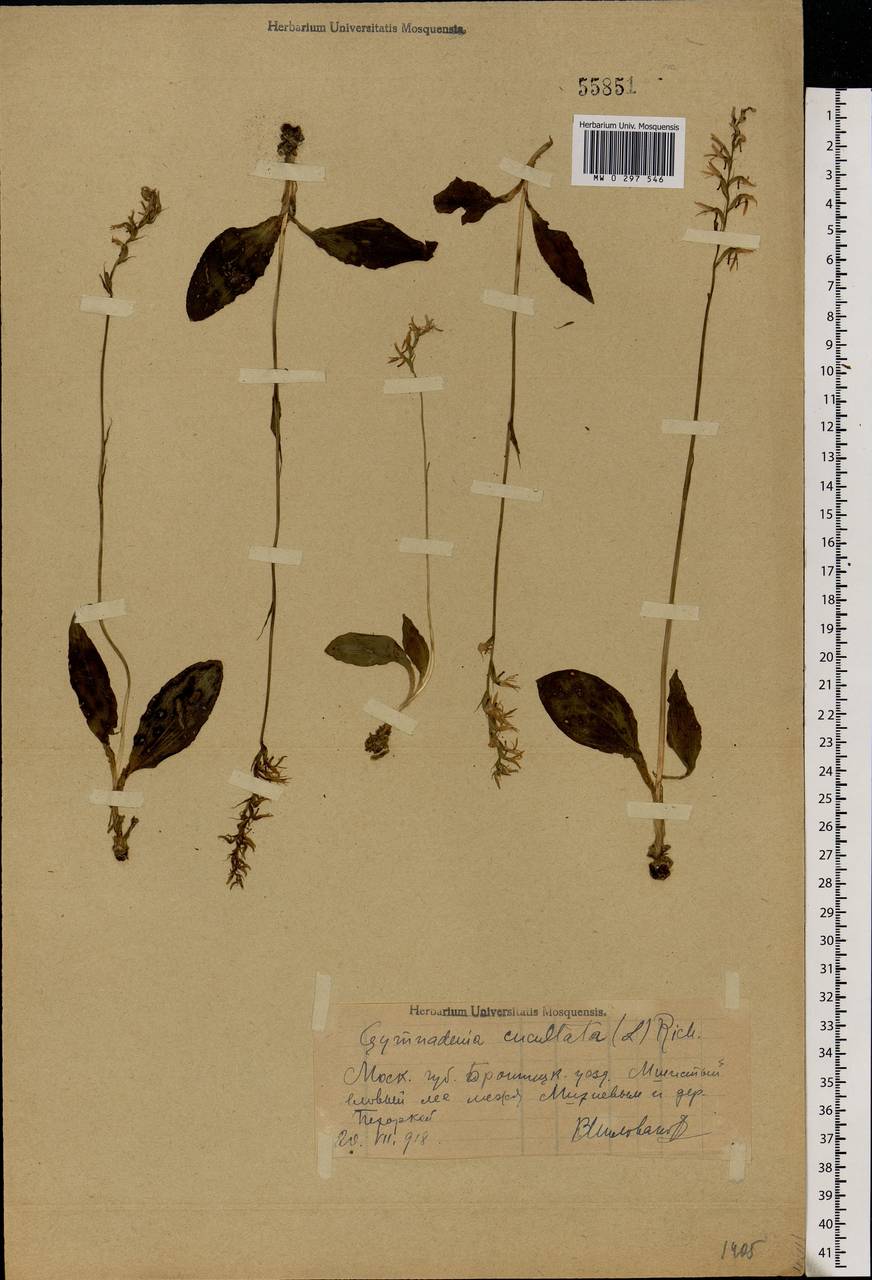 Hemipilia cucullata (L.) Y.Tang, H.Peng & T.Yukawa, Eastern Europe, Moscow region (E4a) (Russia)