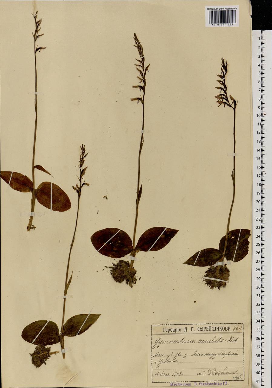 Hemipilia cucullata (L.) Y.Tang, H.Peng & T.Yukawa, Eastern Europe, Moscow region (E4a) (Russia)