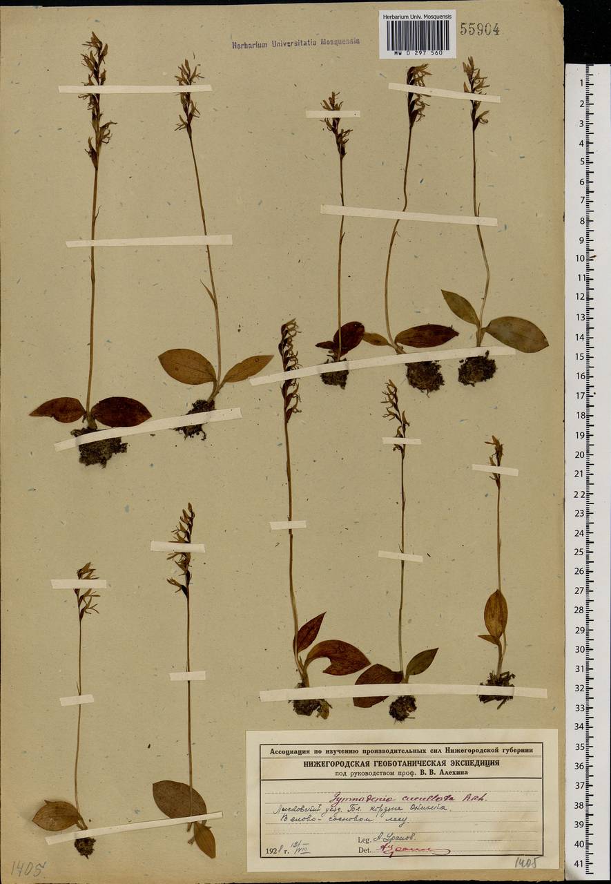 Hemipilia cucullata (L.) Y.Tang, H.Peng & T.Yukawa, Eastern Europe, Volga-Kama region (E7) (Russia)