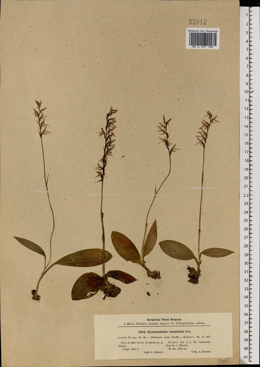 Hemipilia cucullata (L.) Y.Tang, H.Peng & T.Yukawa, Eastern Europe, North Ukrainian region (E11) (Ukraine)