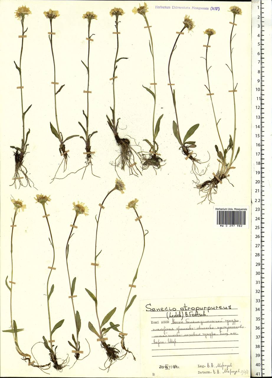 Tephroseris aurantiaca (Hoppe ex Willd.) Griseb. & Schenk, Eastern Europe, Northern region (E1) (Russia)