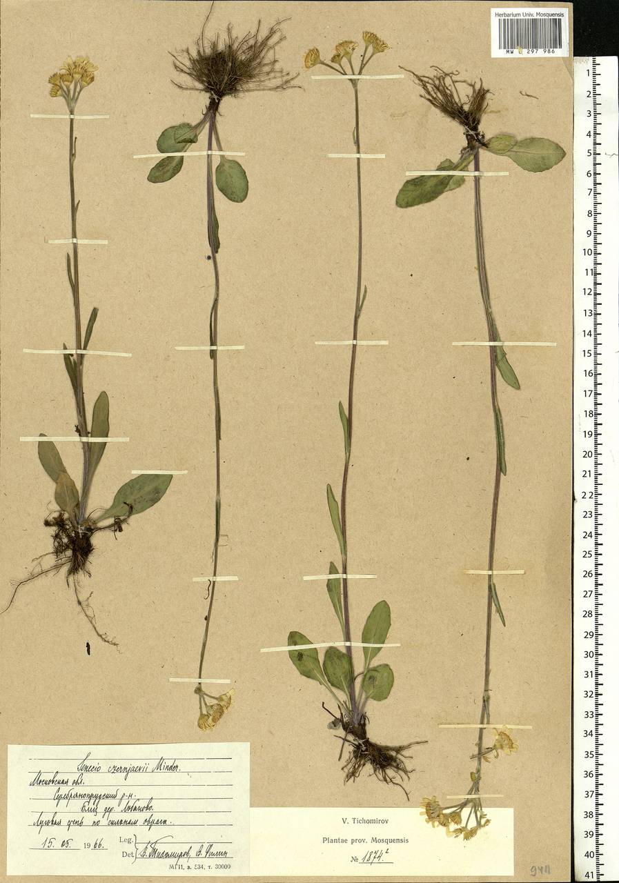 Tephroseris integrifolia (L.) Holub, Eastern Europe, Moscow region (E4a) (Russia)