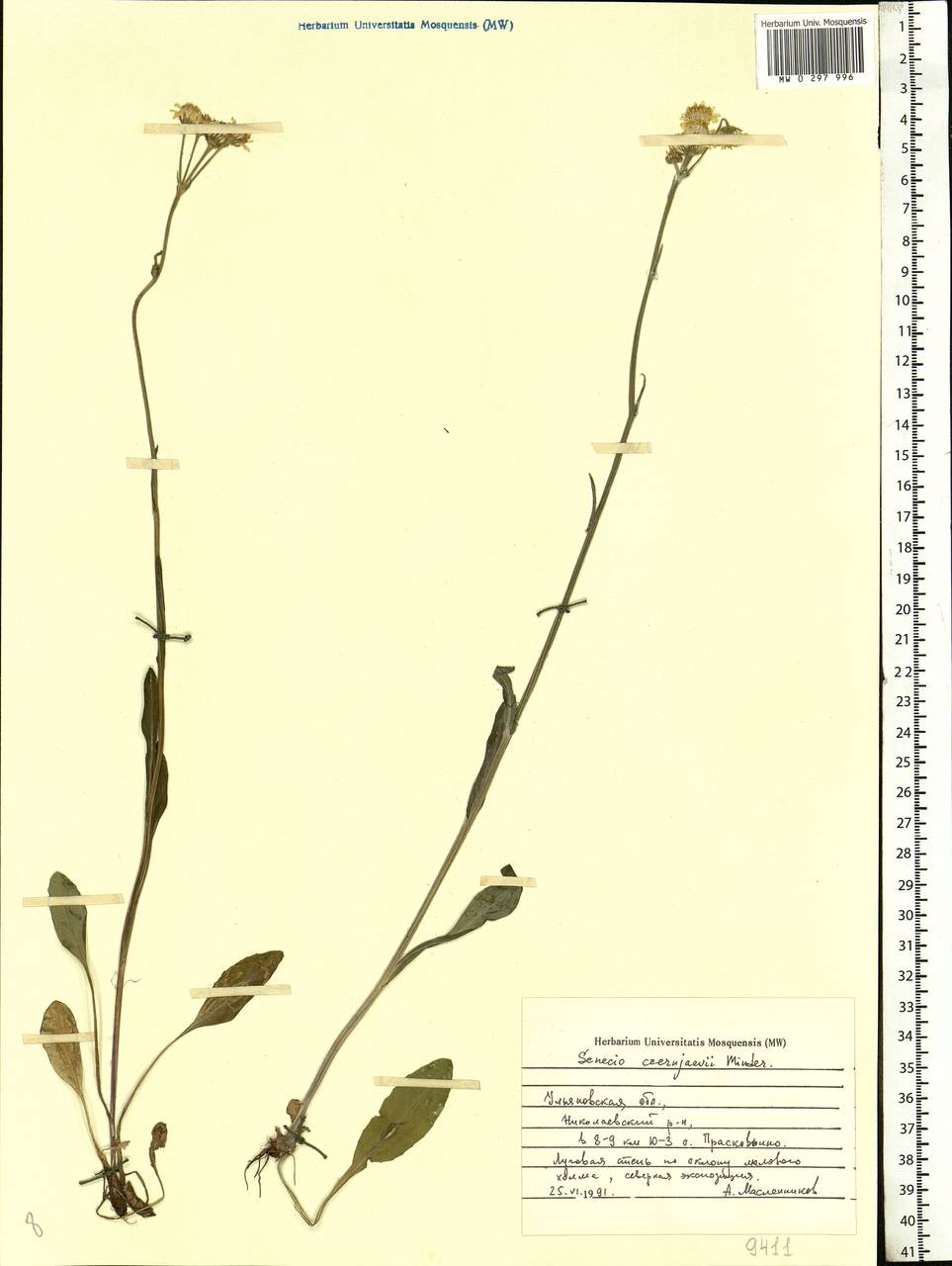 Tephroseris integrifolia (L.) Holub, Eastern Europe, Middle Volga region (E8) (Russia)