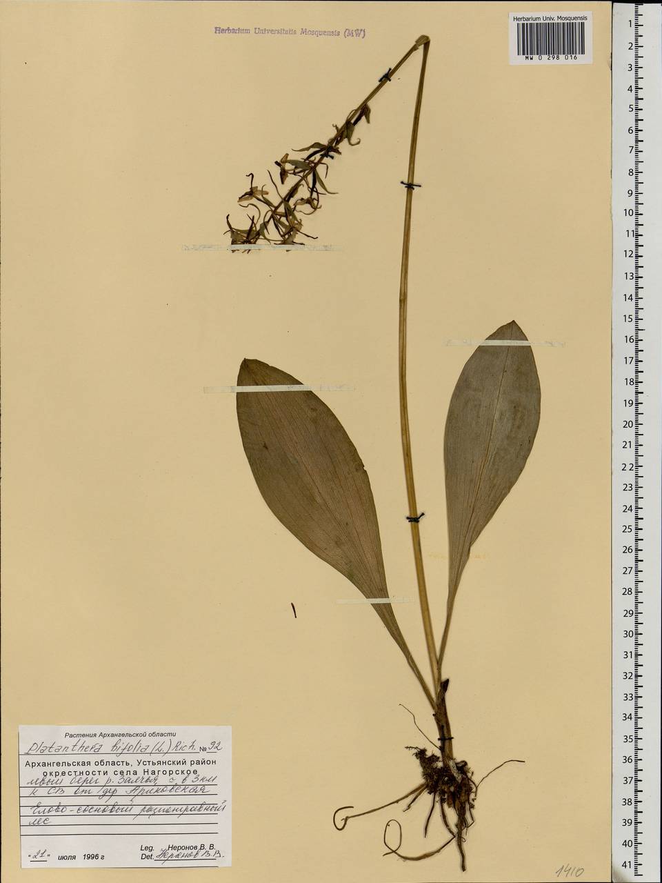 Platanthera bifolia (L.) Rich., Eastern Europe, Northern region (E1) (Russia)