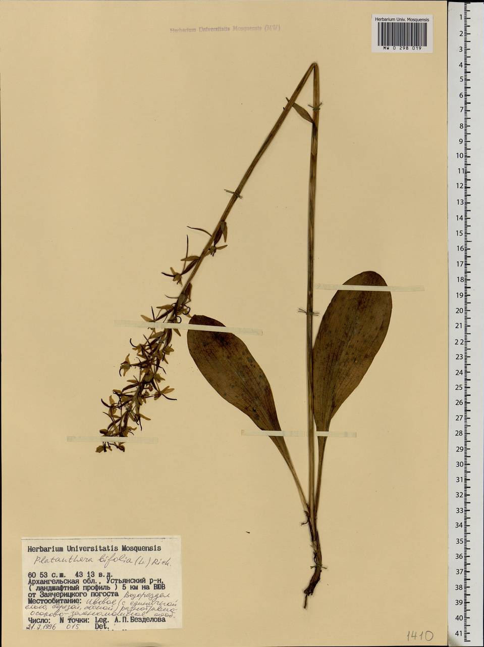 Platanthera bifolia (L.) Rich., Eastern Europe, Northern region (E1) (Russia)