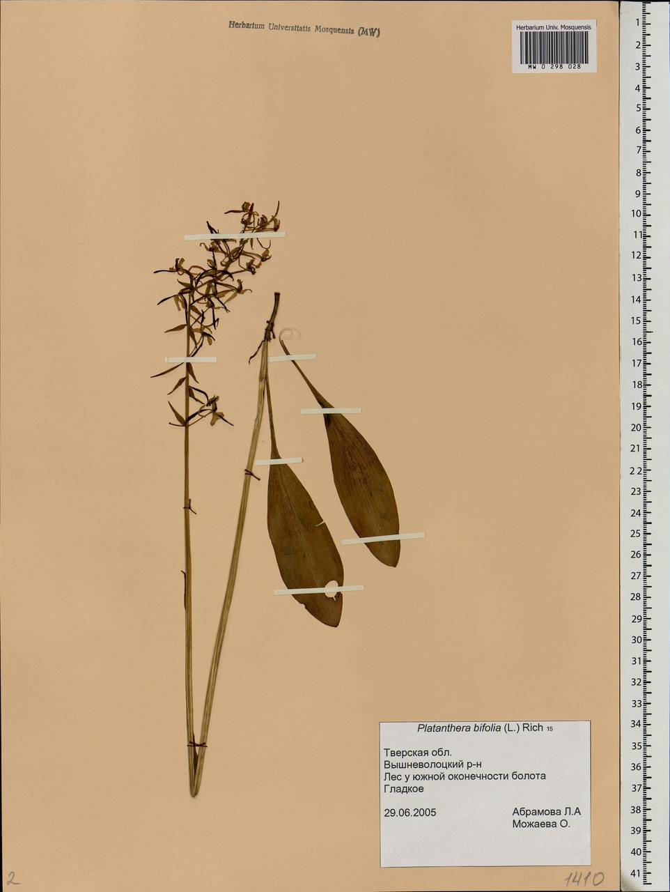 Platanthera bifolia (L.) Rich., Eastern Europe, North-Western region (E2) (Russia)