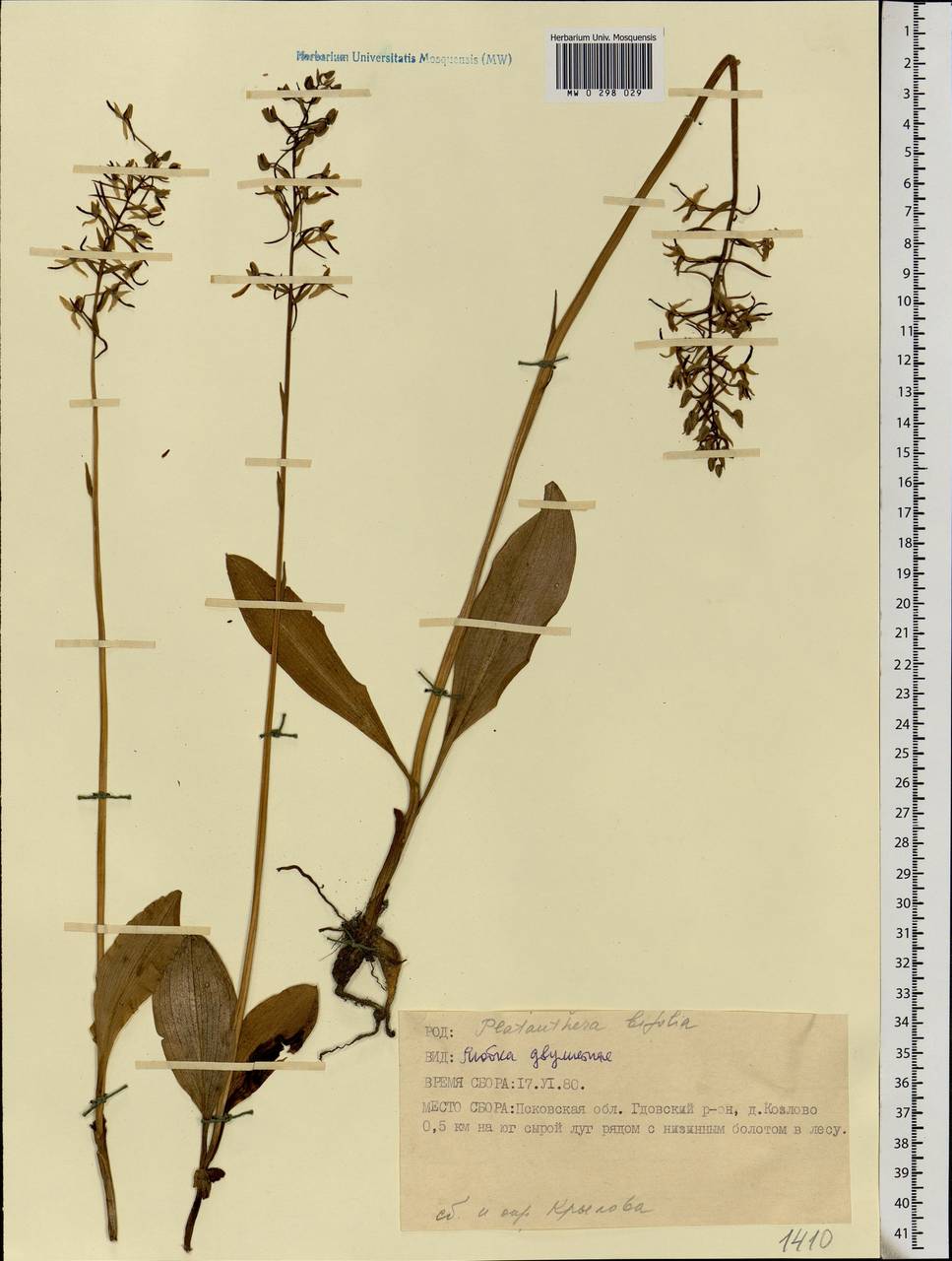 Platanthera bifolia (L.) Rich., Eastern Europe, North-Western region (E2) (Russia)