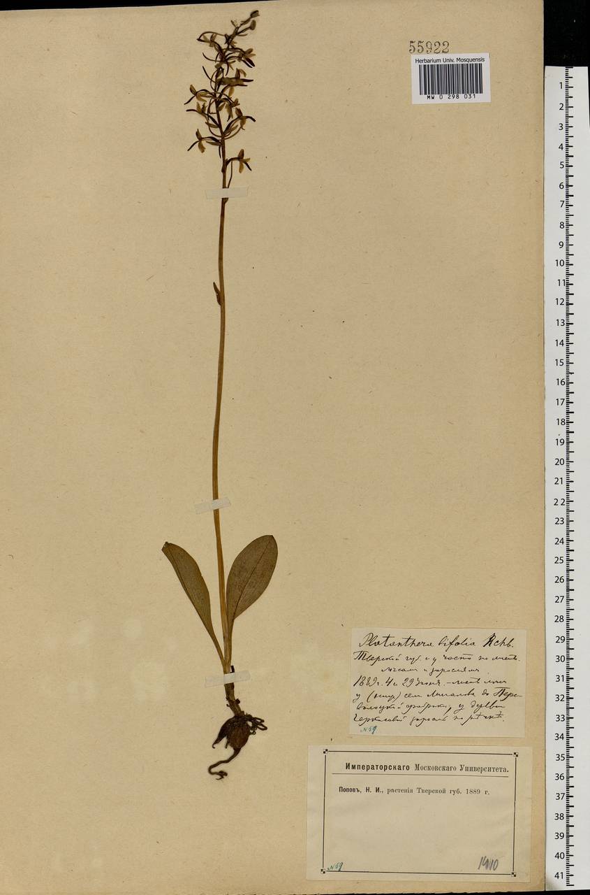 Platanthera bifolia (L.) Rich., Eastern Europe, North-Western region (E2) (Russia)