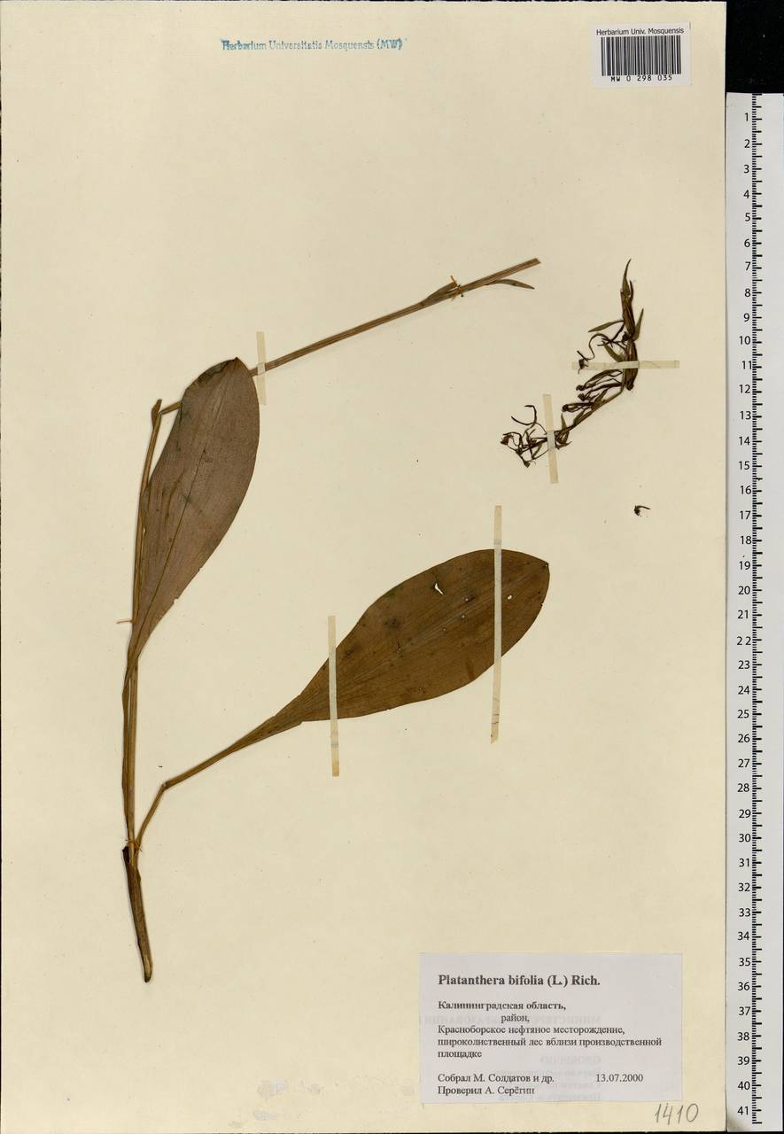 Platanthera bifolia (L.) Rich., Eastern Europe, North-Western region (E2) (Russia)