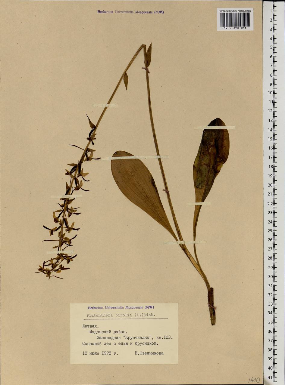 Platanthera bifolia (L.) Rich., Eastern Europe, Latvia (E2b) (Latvia)