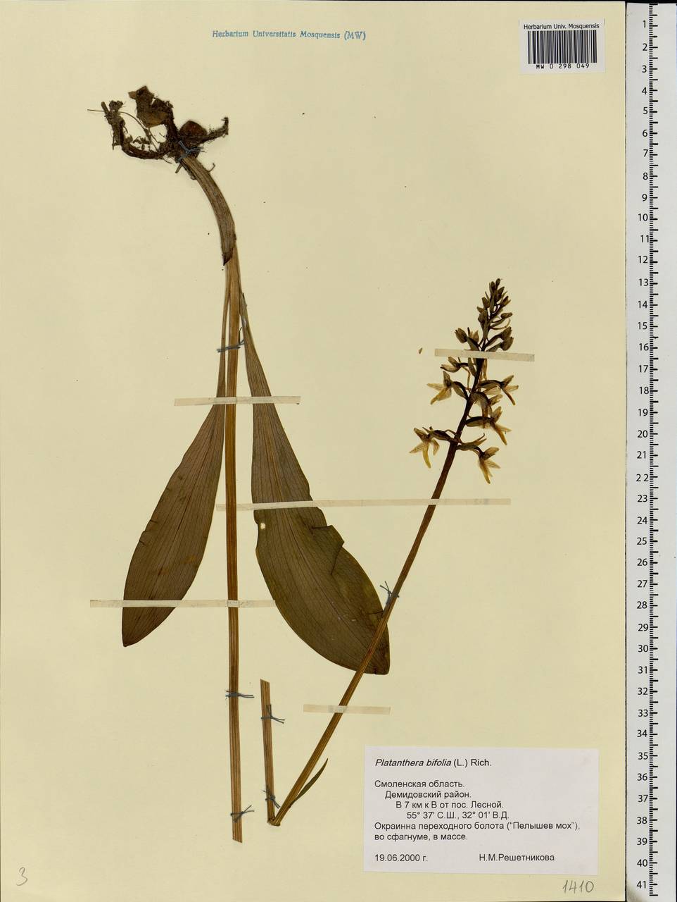 Platanthera bifolia (L.) Rich., Eastern Europe, Western region (E3) (Russia)