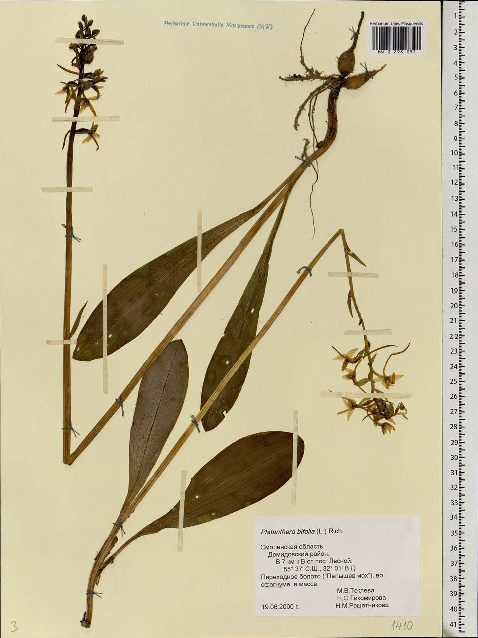 Platanthera bifolia (L.) Rich., Eastern Europe, Western region (E3) (Russia)