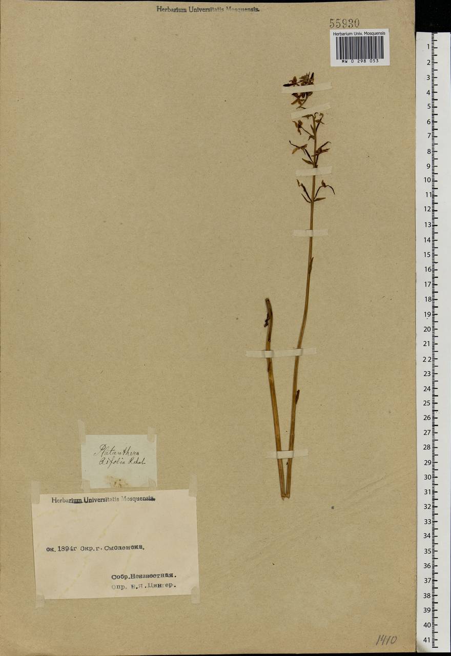 Platanthera bifolia (L.) Rich., Eastern Europe, Western region (E3) (Russia)