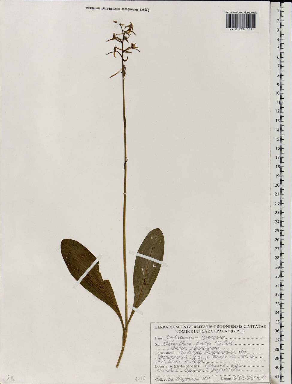 Platanthera bifolia (L.) Rich., Eastern Europe, Belarus (E3a) (Belarus)