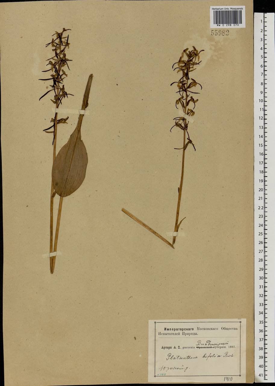 Platanthera bifolia (L.) Rich., Eastern Europe, Central region (E4) (Russia)