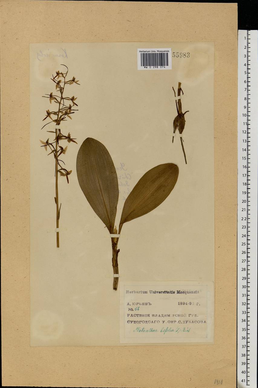 Platanthera bifolia (L.) Rich., Eastern Europe, Central region (E4) (Russia)