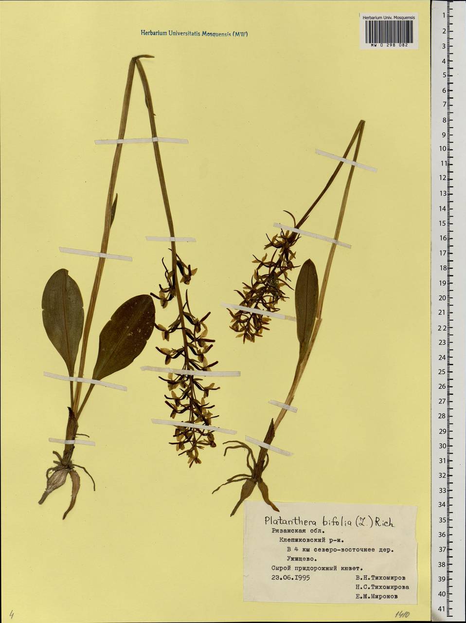 Platanthera bifolia (L.) Rich., Eastern Europe, Central region (E4) (Russia)