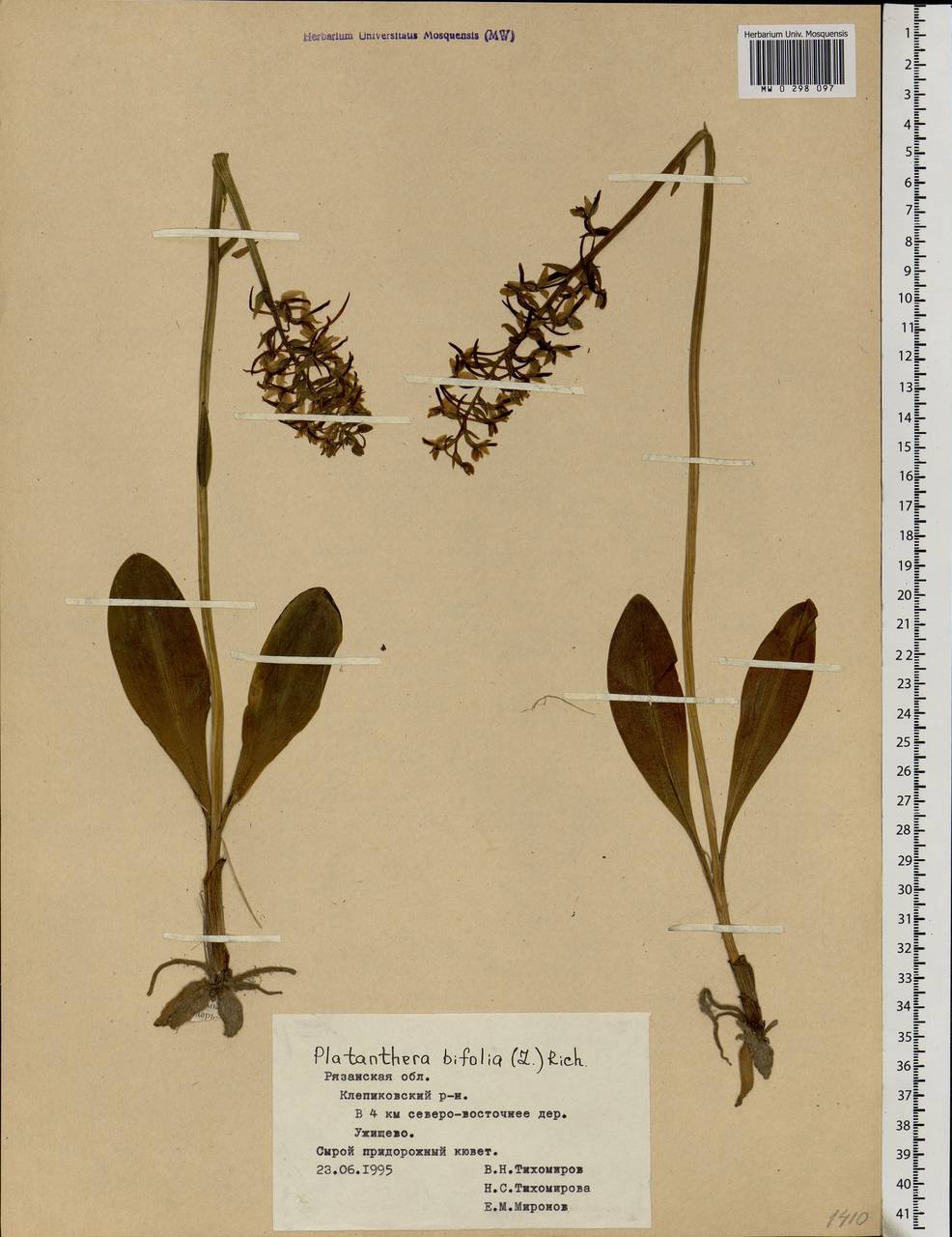 Platanthera bifolia (L.) Rich., Eastern Europe, Central region (E4) (Russia)