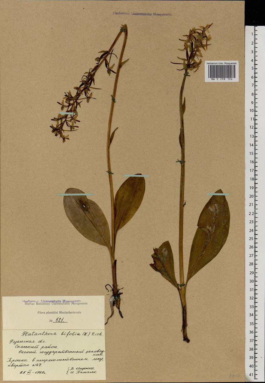 Platanthera bifolia (L.) Rich., Eastern Europe, Central region (E4) (Russia)