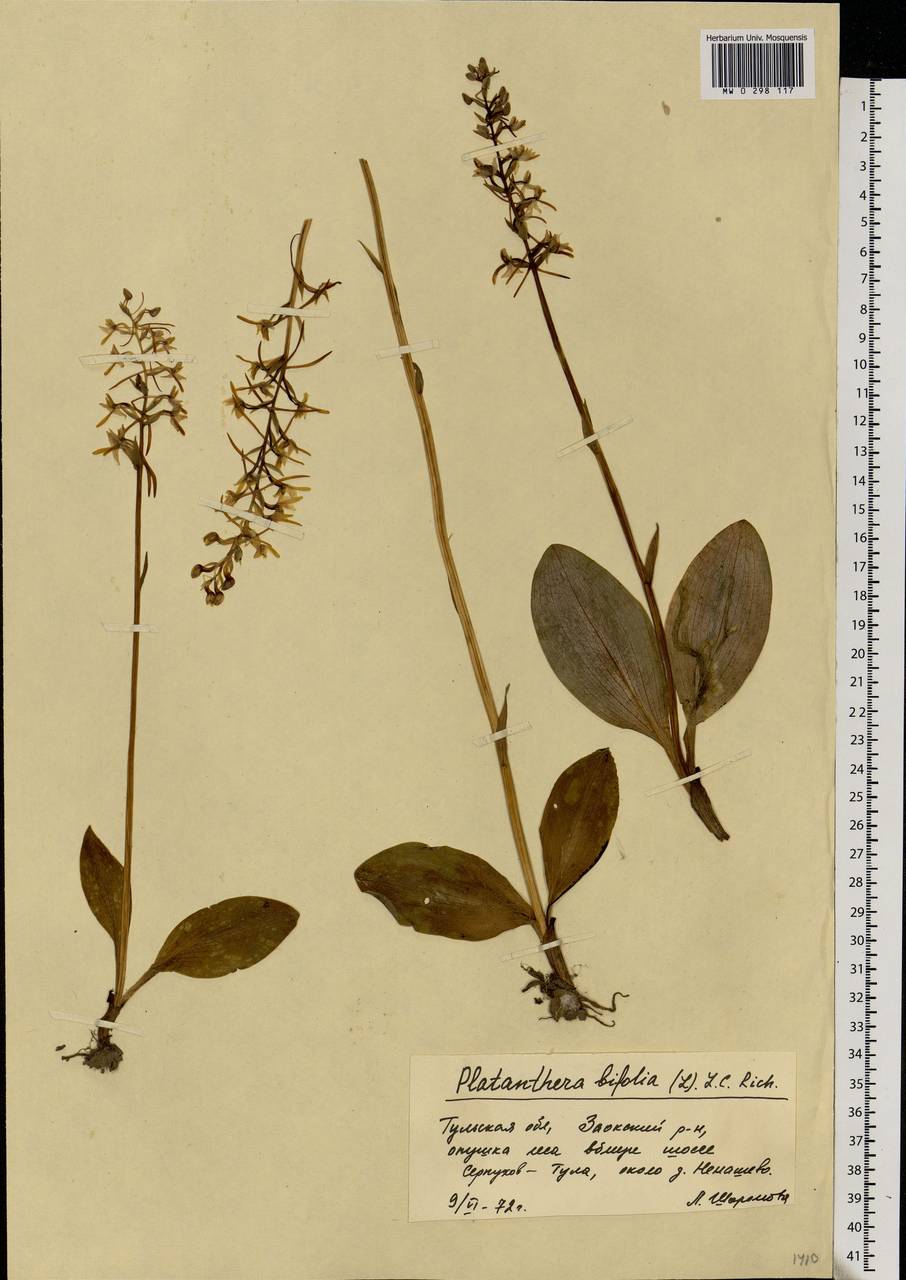 Platanthera bifolia (L.) Rich., Eastern Europe, Central region (E4) (Russia)