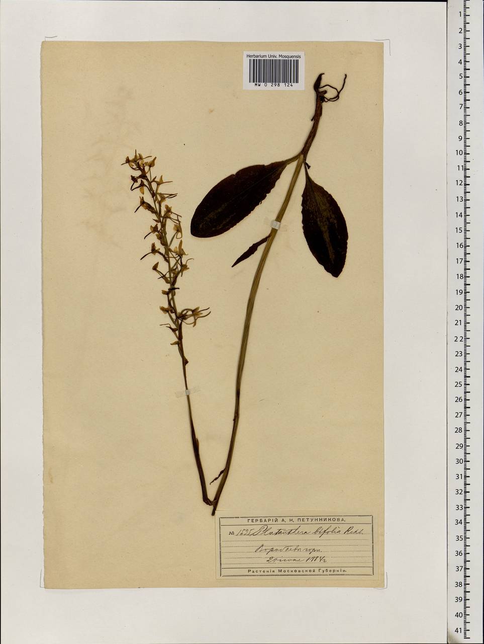 Platanthera bifolia (L.) Rich., Eastern Europe, Moscow region (E4a) (Russia)