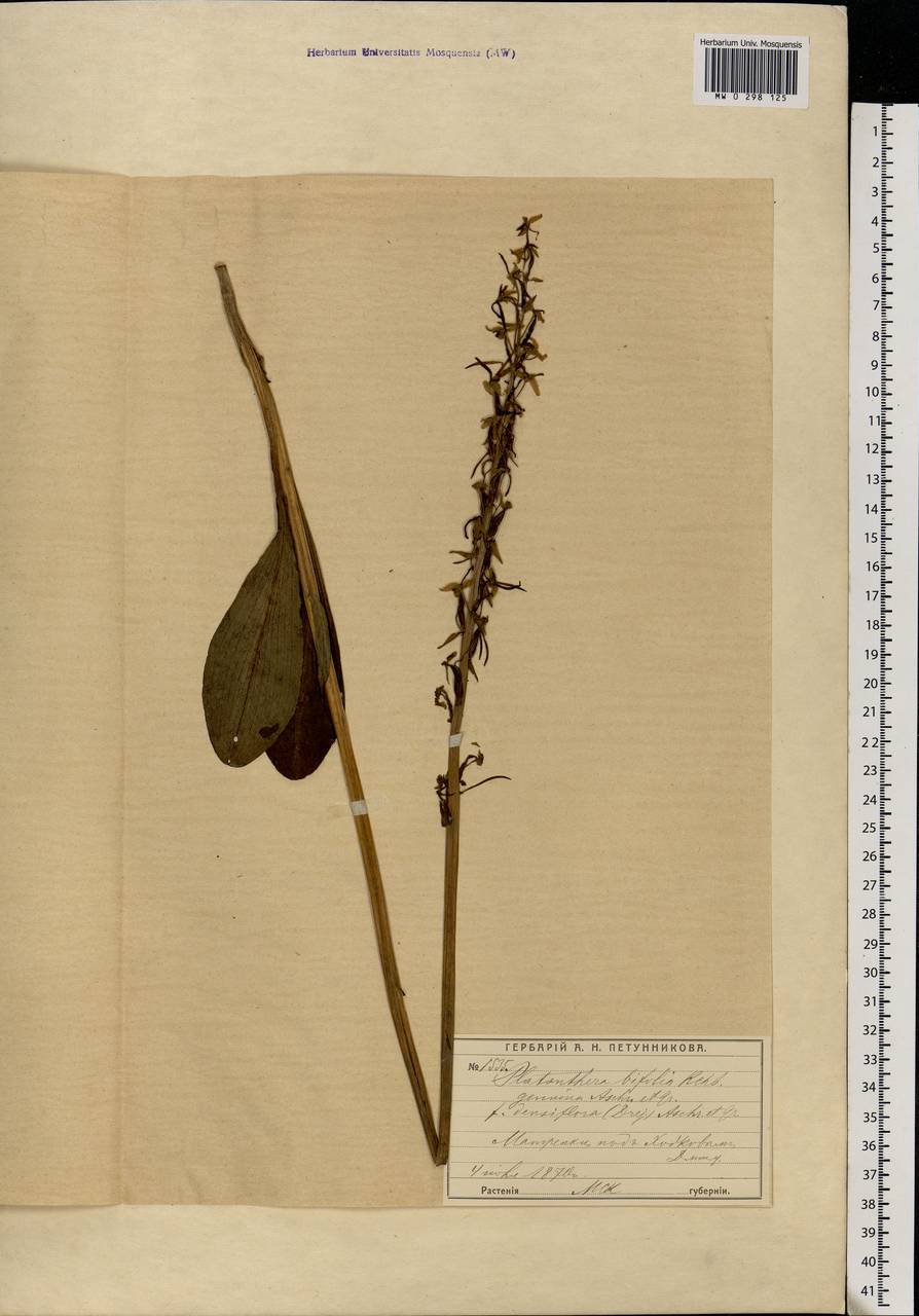 Platanthera bifolia (L.) Rich., Eastern Europe, Moscow region (E4a) (Russia)