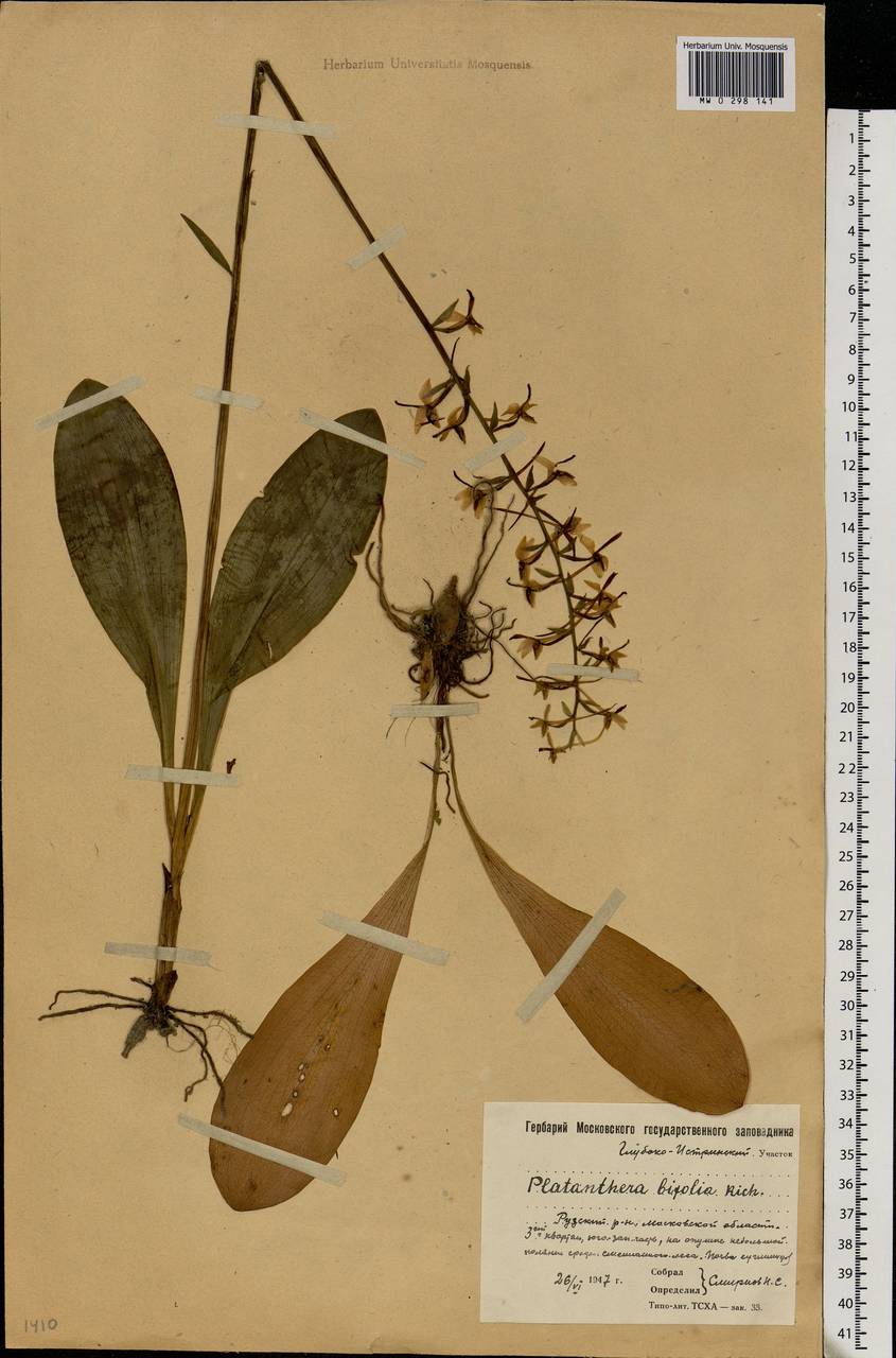 Platanthera bifolia (L.) Rich., Eastern Europe, Moscow region (E4a) (Russia)