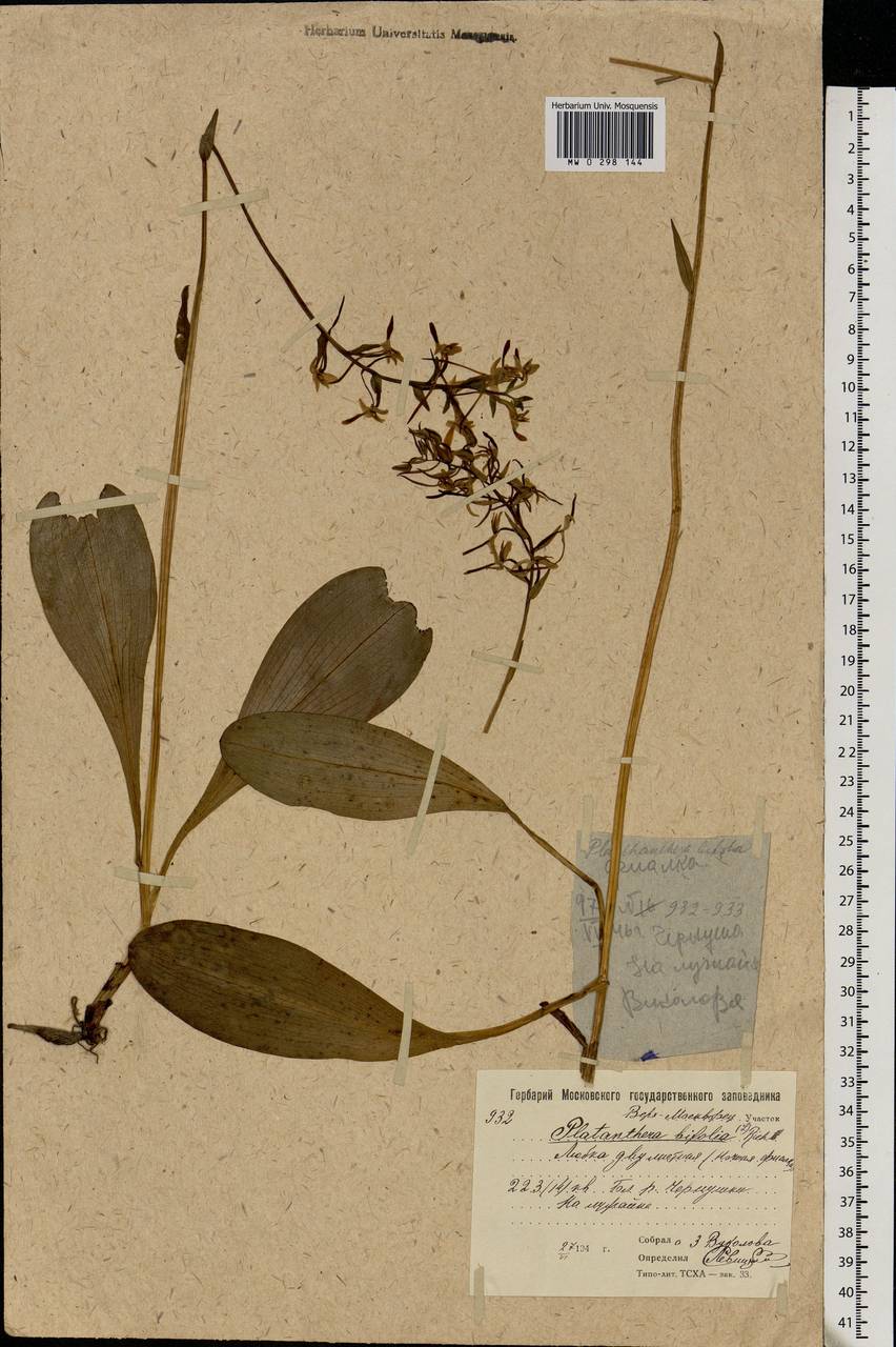 Platanthera bifolia (L.) Rich., Eastern Europe, Moscow region (E4a) (Russia)