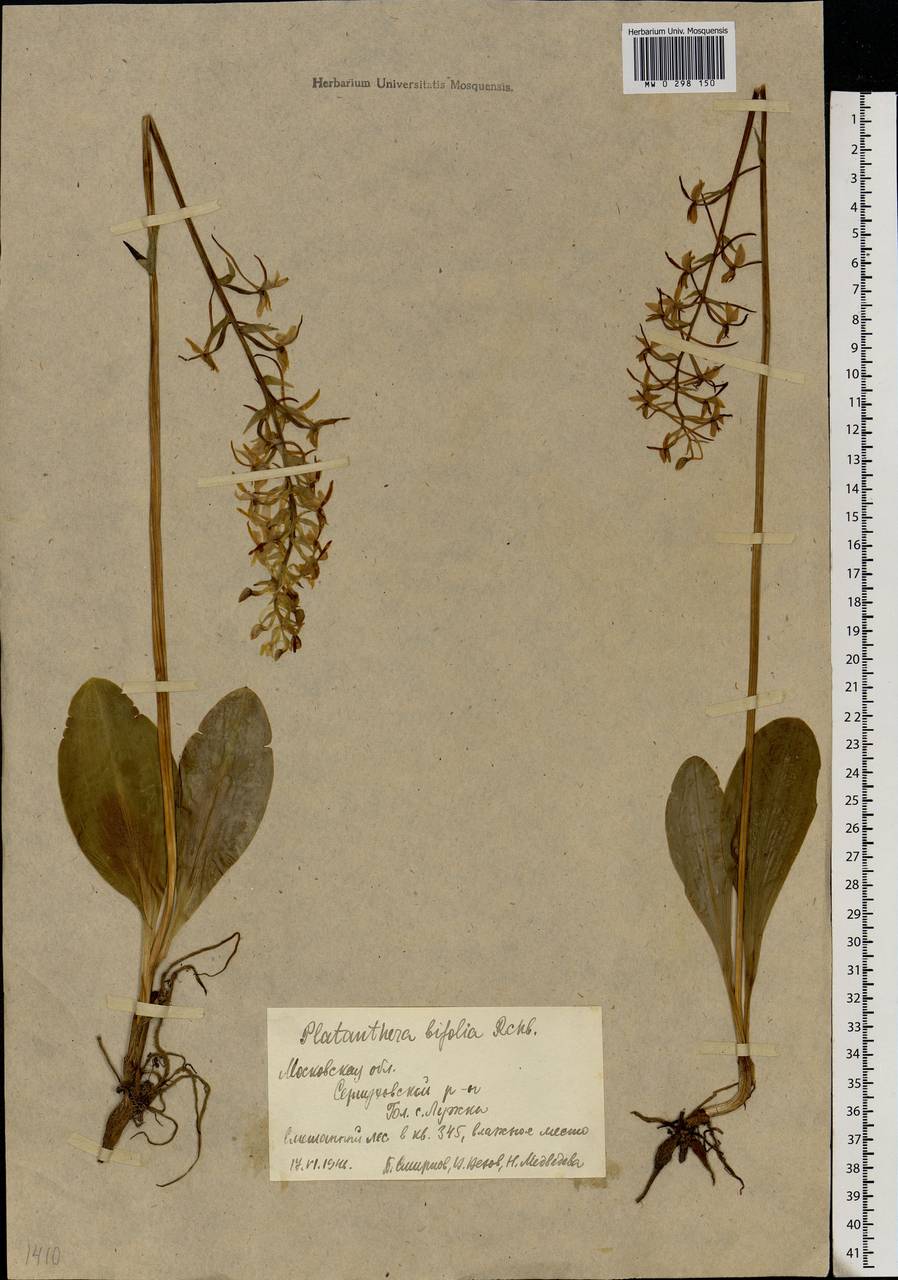 Platanthera bifolia (L.) Rich., Eastern Europe, Moscow region (E4a) (Russia)