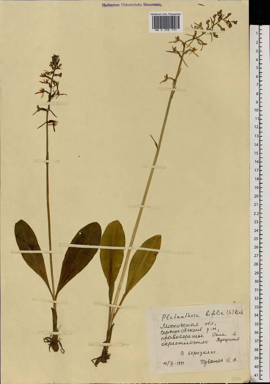 Platanthera bifolia (L.) Rich., Eastern Europe, Moscow region (E4a) (Russia)