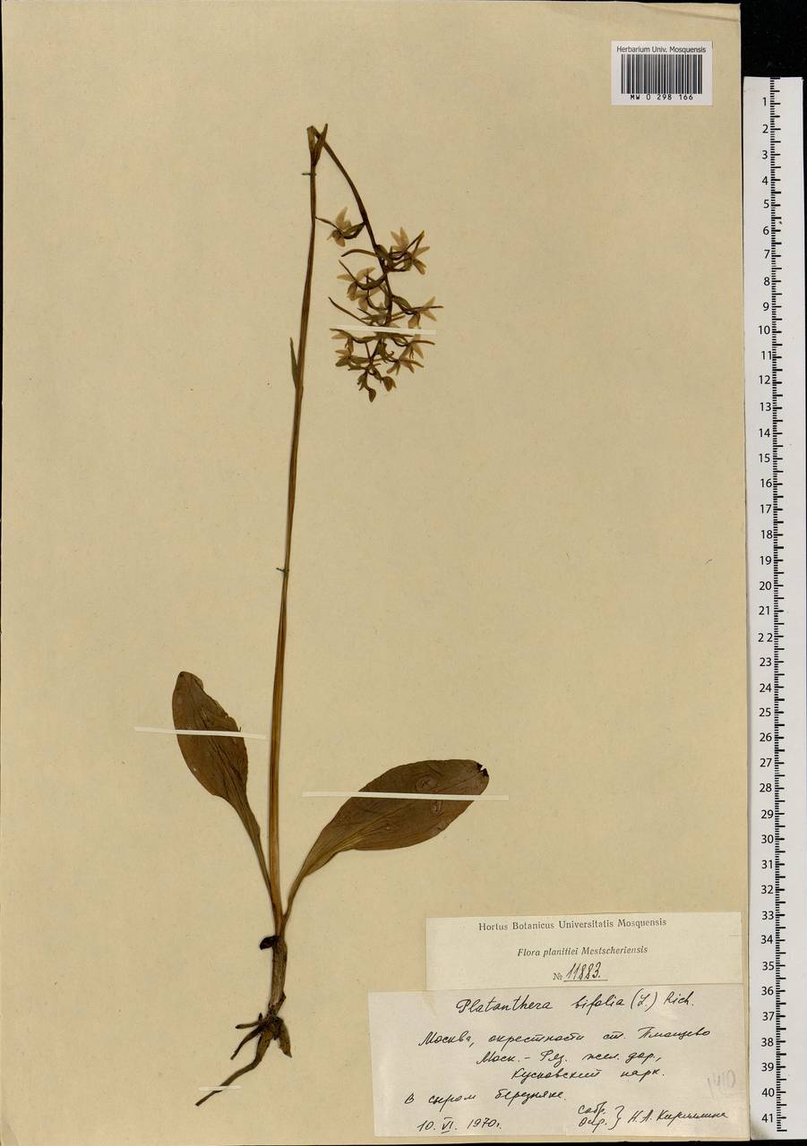 Platanthera bifolia (L.) Rich., Eastern Europe, Moscow region (E4a) (Russia)