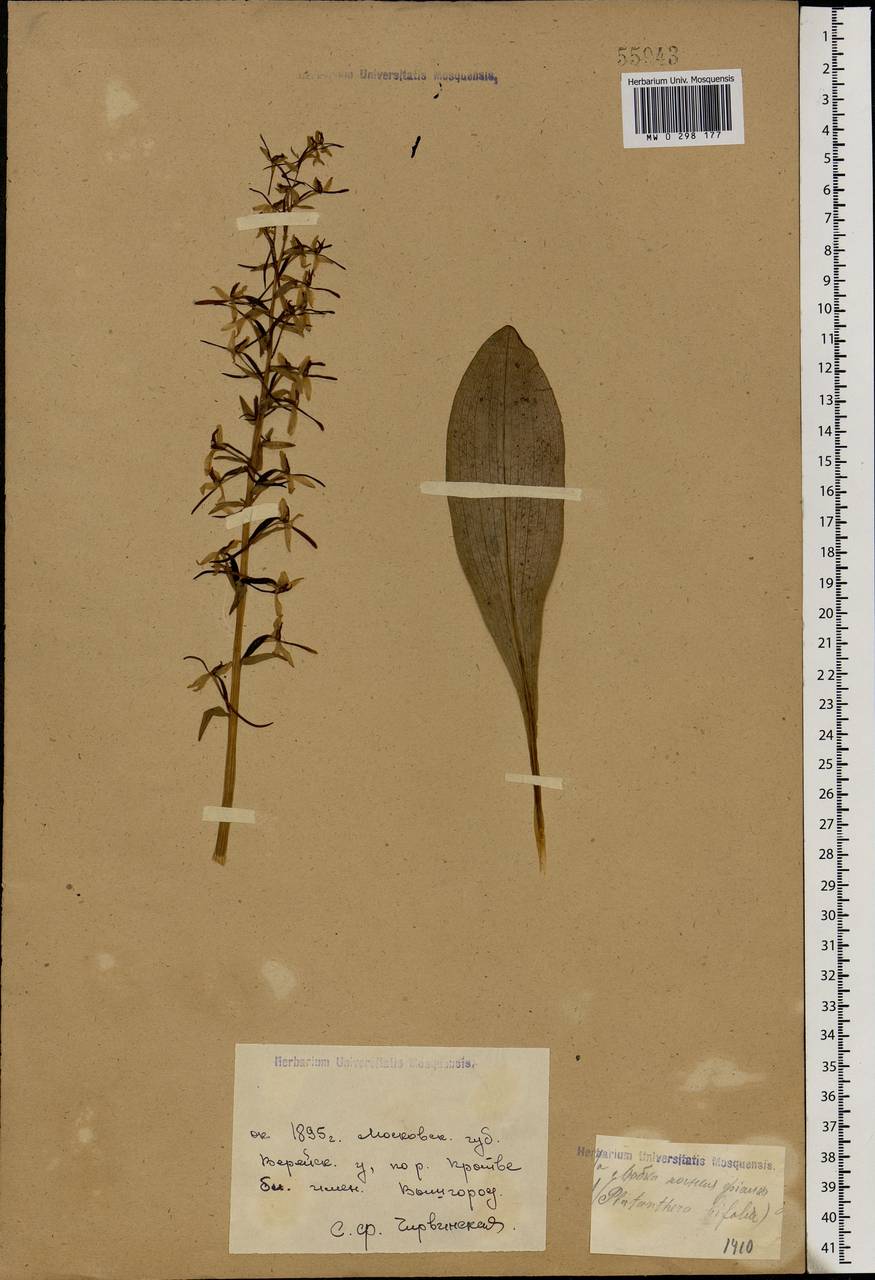 Platanthera bifolia (L.) Rich., Eastern Europe, Moscow region (E4a) (Russia)