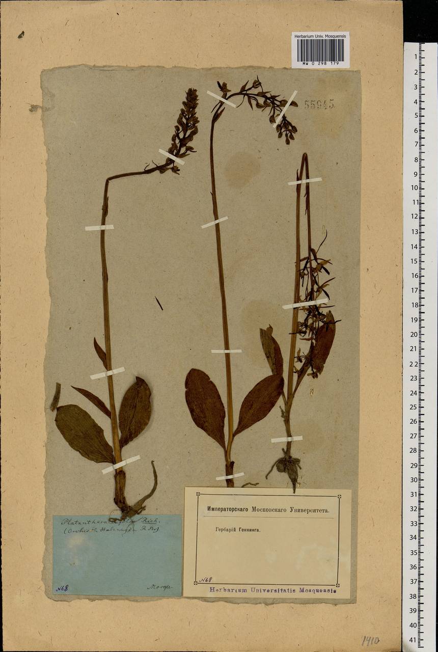 Platanthera bifolia (L.) Rich., Eastern Europe, Moscow region (E4a) (Russia)