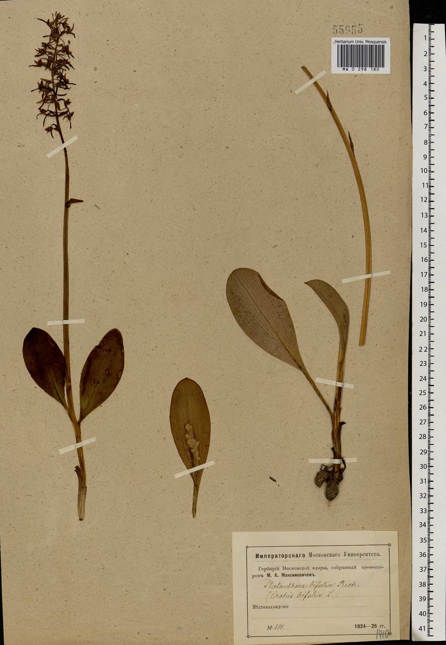 Platanthera bifolia (L.) Rich., Eastern Europe, Moscow region (E4a) (Russia)