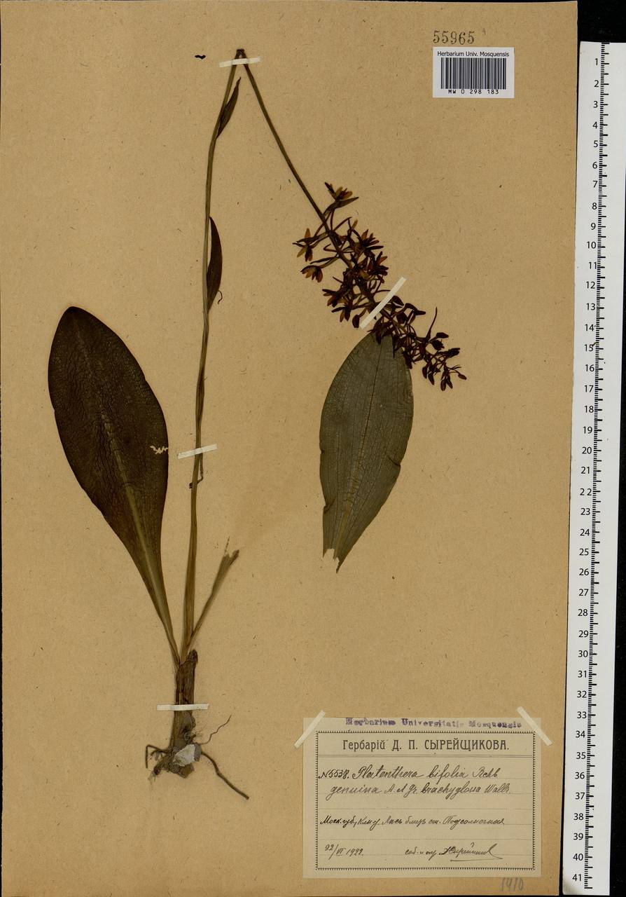 Platanthera bifolia (L.) Rich., Eastern Europe, Moscow region (E4a) (Russia)