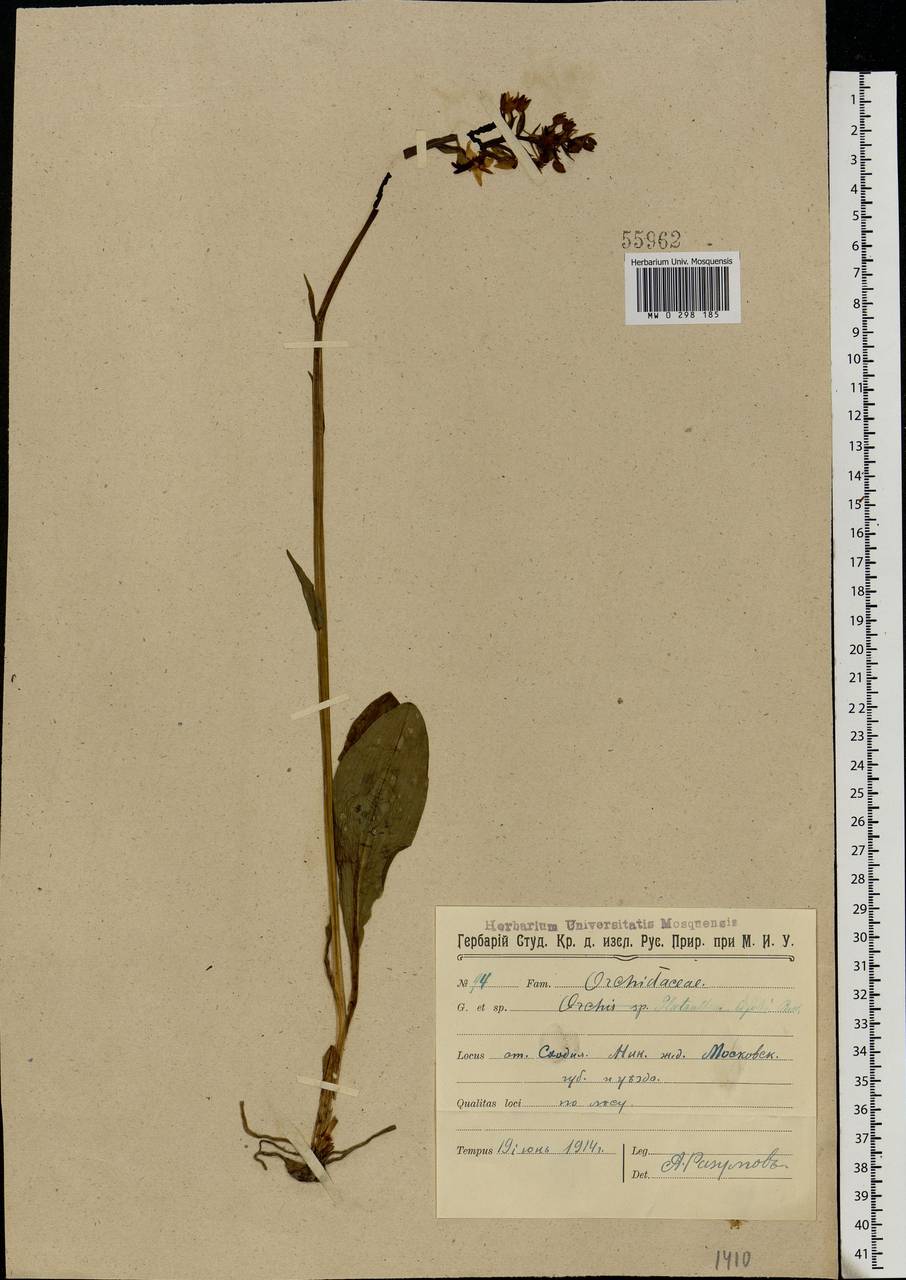 Platanthera bifolia (L.) Rich., Eastern Europe, Moscow region (E4a) (Russia)