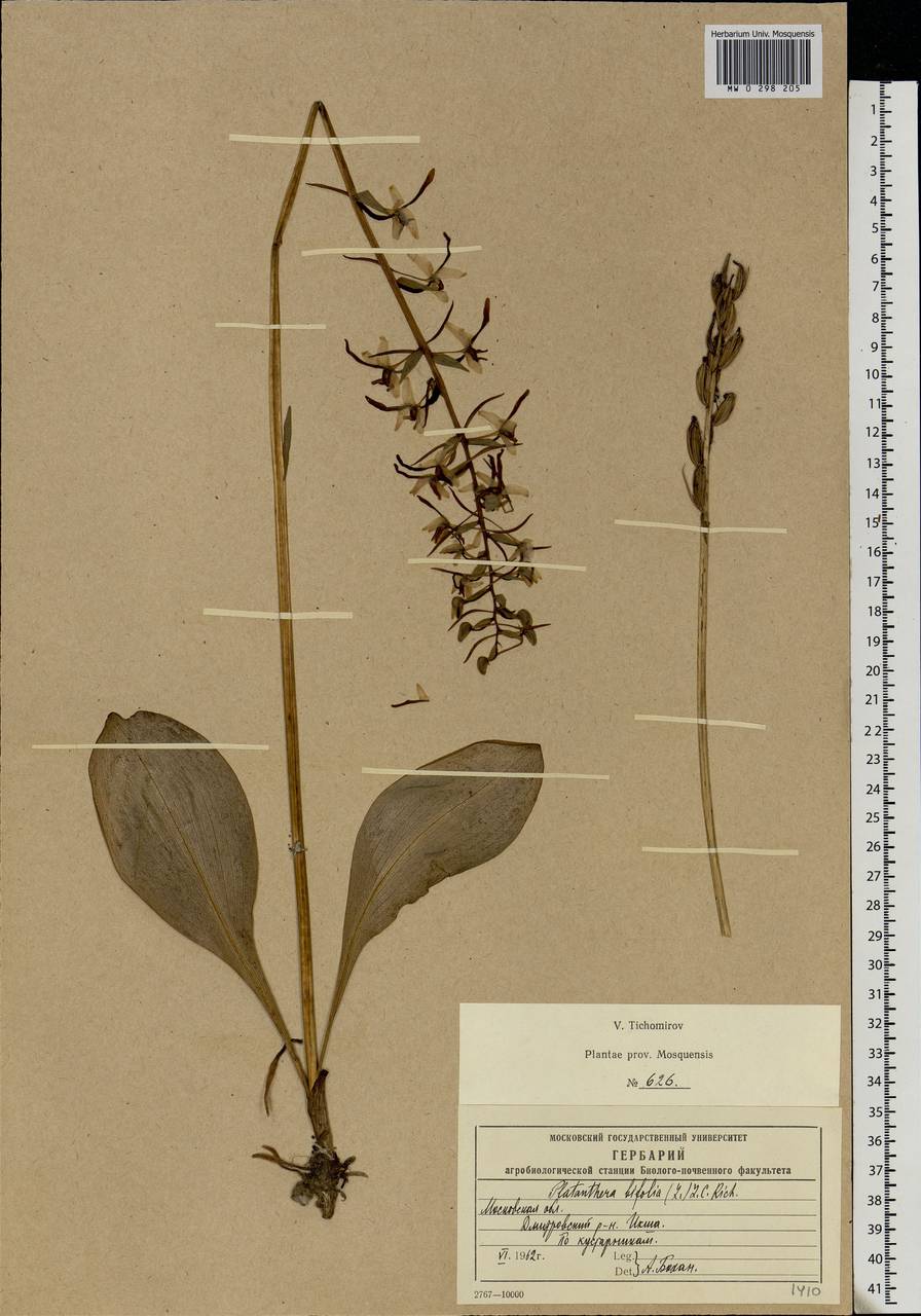 Platanthera bifolia (L.) Rich., Eastern Europe, Moscow region (E4a) (Russia)