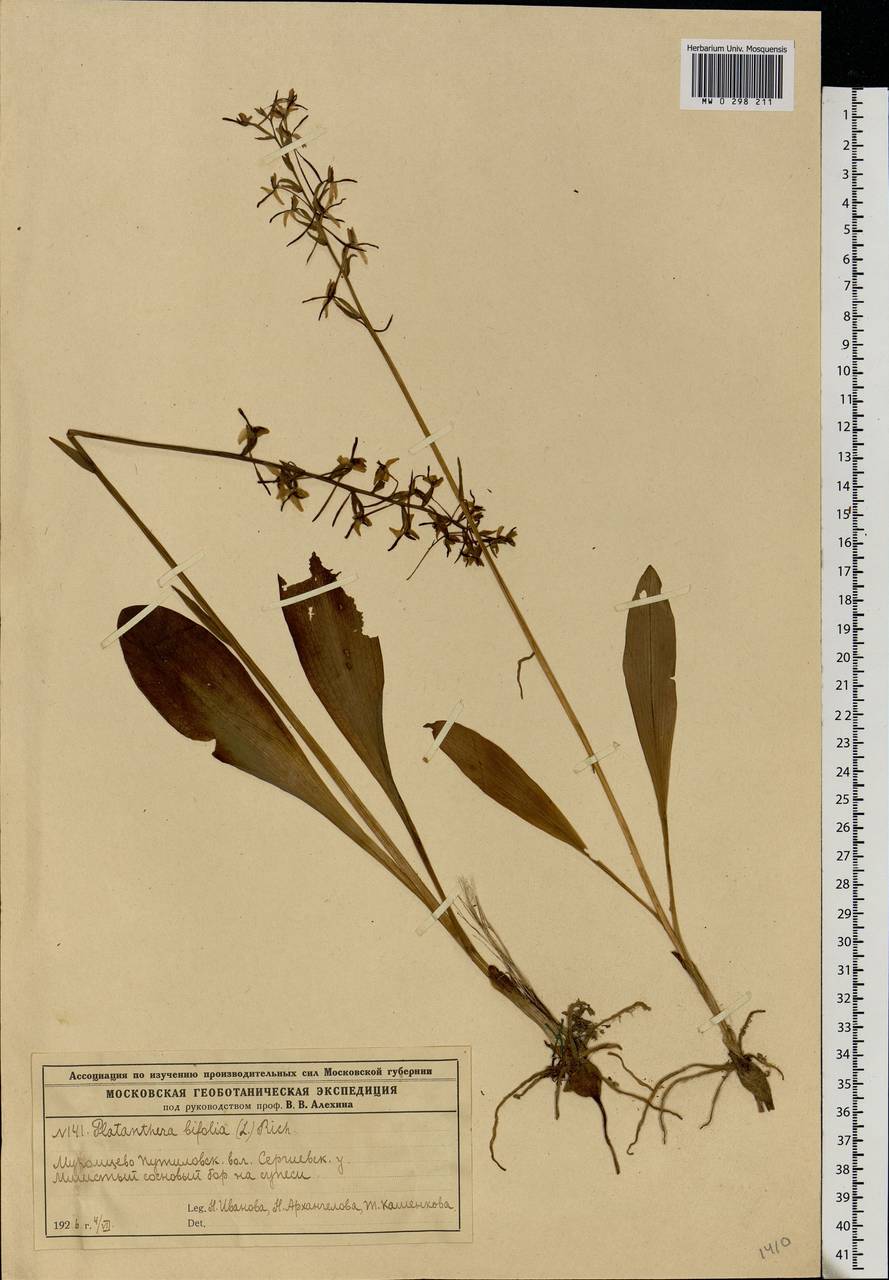 Platanthera bifolia (L.) Rich., Eastern Europe, Moscow region (E4a) (Russia)