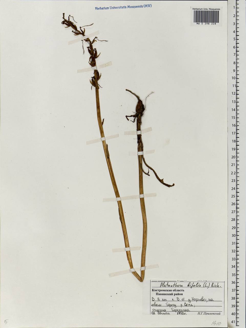 Platanthera bifolia (L.) Rich., Eastern Europe, Central forest region (E5) (Russia)
