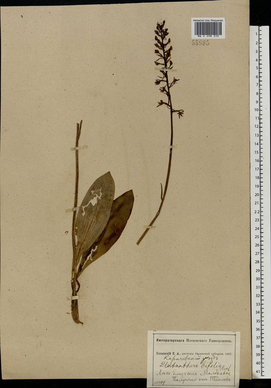 Platanthera bifolia (L.) Rich., Eastern Europe, Central forest-and-steppe region (E6) (Russia)